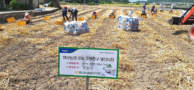 [꾸미기]영천시) 화산농협 마늘 주아종구 생산농장 사진.jpg