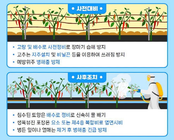 김천시 기술지원과, 장마 대비 농작물 관리 지도-기술지원과(사진3).jpg