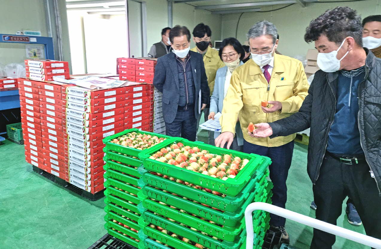 김천 알타킹 딸기, 대한민국 대표 수출 딸기로 자리매김