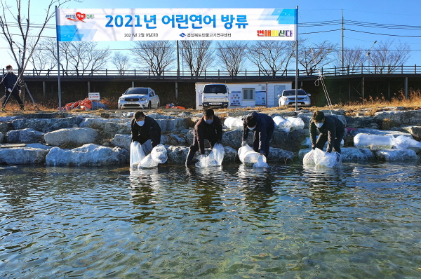 경북도, 연어자원 회복으로 어업인 소득증대 기대