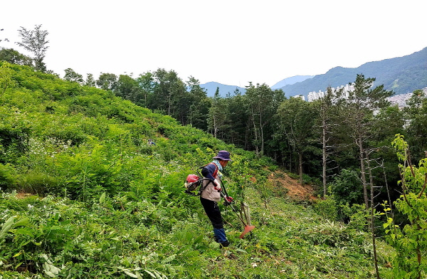 경북도, 수목성장·산림경관 해치는 덩굴류 집중제거