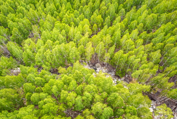 경북도, 영양 자작나무숲 ‘국민의 숲’으로 지정