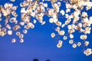  김천교동 ‘연화지 벚꽃’ 전국명소로 꽃피우다