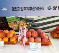 영천 복숭아‧자두! 품평회 개최, 포도‧사과는 10월 예정 