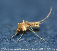 경북도, 올해 첫‘일본뇌염 매개 모기’채집 